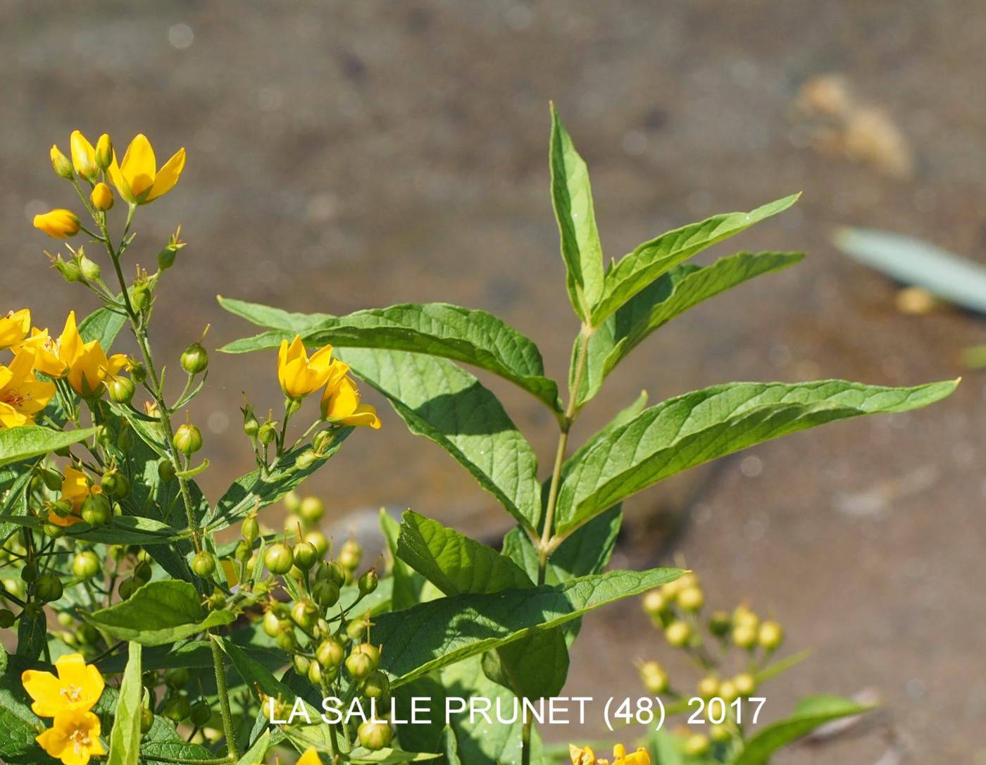 Loosestrife, Yellow leaf